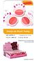 ESTOJO DE BLUSH TEDDY VIVAI C/24PCS